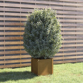Planter Honey brown Solid pinewood 15.7x15.7x15.7 in Planters