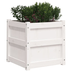 Square white solid pine wood garden planter, 19.7x19.7x19.7 inches, with green boxwood and pink flowers.