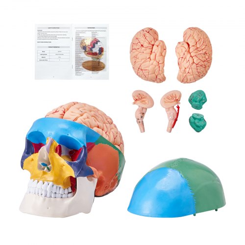 Life-size human skull model with 8 detachable brain parts, made of durable PVC.