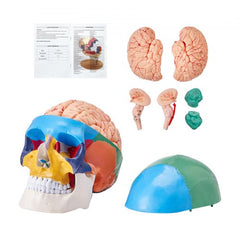 Life-size human skull model with 8 detachable brain parts, made of durable PVC.