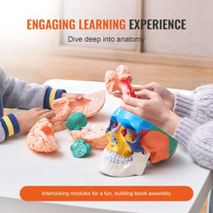 Life-size human skull model with 8 detachable brain parts made of durable PVC.