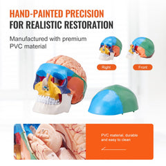 Life-size human skull model with 8 detachable brain parts made of durable PVC.