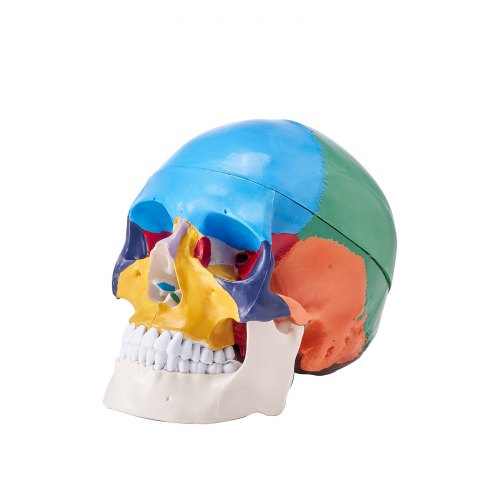 Life-size human skull model in three detachable parts, made of durable PVC.