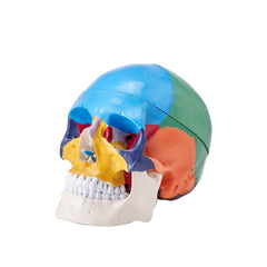 Life-size human skull model made of PVC with three detachable parts for anatomy study.