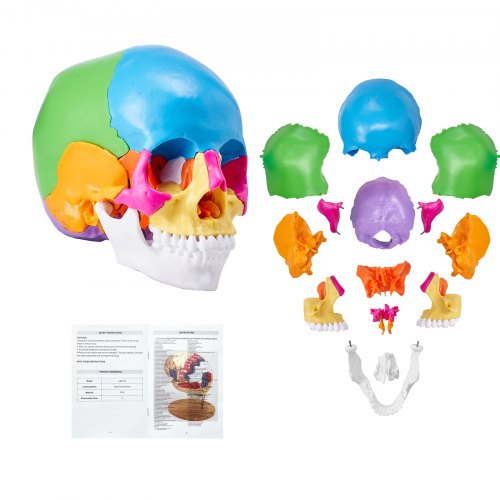 Life-size 22-part detachable human skull model with colorful, labeled bone sections and instructions.