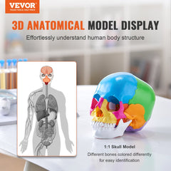 Life-size detachable human skull anatomy model with 22 colored parts for easy identification.