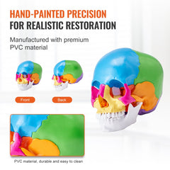 Life-size detachable human skull model with 22 color-coded PVC parts shown from front and back.