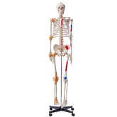 Life-size human skeleton model made of PVC with ligaments and a sturdy stainless steel stand.