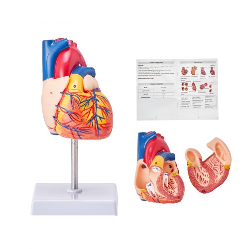 2-part life-size human heart anatomy model in PVC with magnetic connection and display stand.