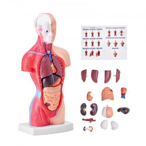 Bostome Human Torso Anatomy Model with 15 removable organs and 11-inch height for study.