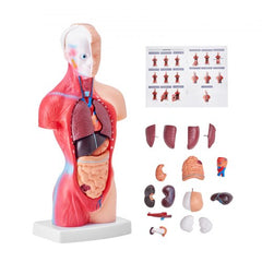 Bostome Human Torso Anatomy Model with 15 removable organs and 11-inch height for study.