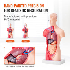 Bostome Human Torso Anatomy Model with 15 removable organs, 11-inch tall, detailed features.