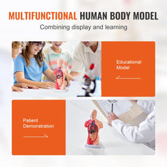 Bostome human torso anatomy model with 15 removable organs and 11-inch height.