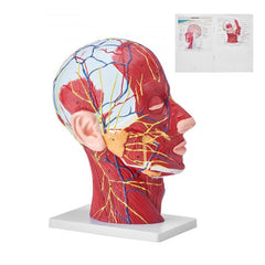 Life-size PVC model of the human half head showing neurovascular structures and musculature.