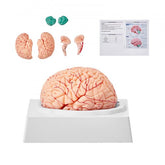 Life-size 9-part human brain model with detachable components and sturdy display base.