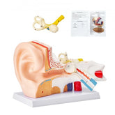 Bostome Human Ear Anatomy Model showing outer, middle, and inner ear in 5X enlarged detail.