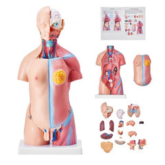 Bostome Human Torso Anatomy Model with 23 removable organs and an 18-inch height.