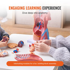 Bostome Human Torso Anatomy Model with 23 removable organs, 18 inches tall.