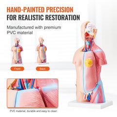 Bostome Human Torso Anatomy Model with 23 removable organs, 18 inches tall, on a sturdy base.
