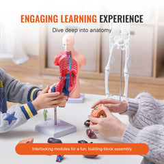 A child and adult interact with a set of four human anatomy models including brain, torso, heart, and skeleton on a table.