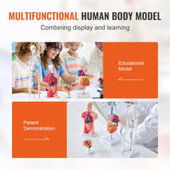 Set of four human anatomy models: brain, torso, heart, and 45 cm skeleton.