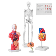 Set of four human anatomy models: brain, torso, heart, and 45 cm skeleton.