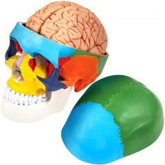 Life-size human skull model made of PVC with detachable 8-part brain and movable jaw.