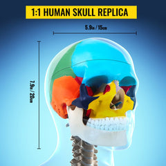 Life-size human skull model made of PVC with detachable 8-part brain and movable jaw.