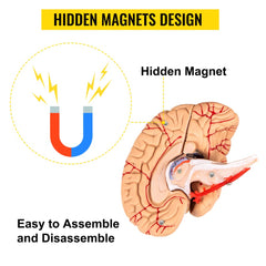 Life-size human skull model made of PVC with detachable 8-part brain and movable jaw.