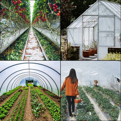 Clear 8x25 ft 6 mil UV-resistant polyethylene film covering greenhouses and plants.