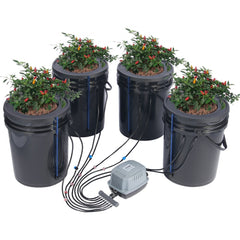 Four black 5-gallon buckets with chili plants in a DWC hydroponics system, connected by tubes to an air pump.