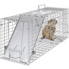 Humane live animal trap made of galvanized iron, measuring 31" with a folding design.