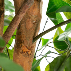 6FT artificial banyan tree with solid wood trunk and 1260 green leaves.