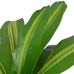 Artificial Dracaena Plant with Pot 35.4 Green