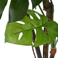 67-inch artificial Monstera plant with green leaves, wooden stems, and pot.