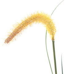 53.1-inch artificial grass plant with green and brown cattails in a black pot.