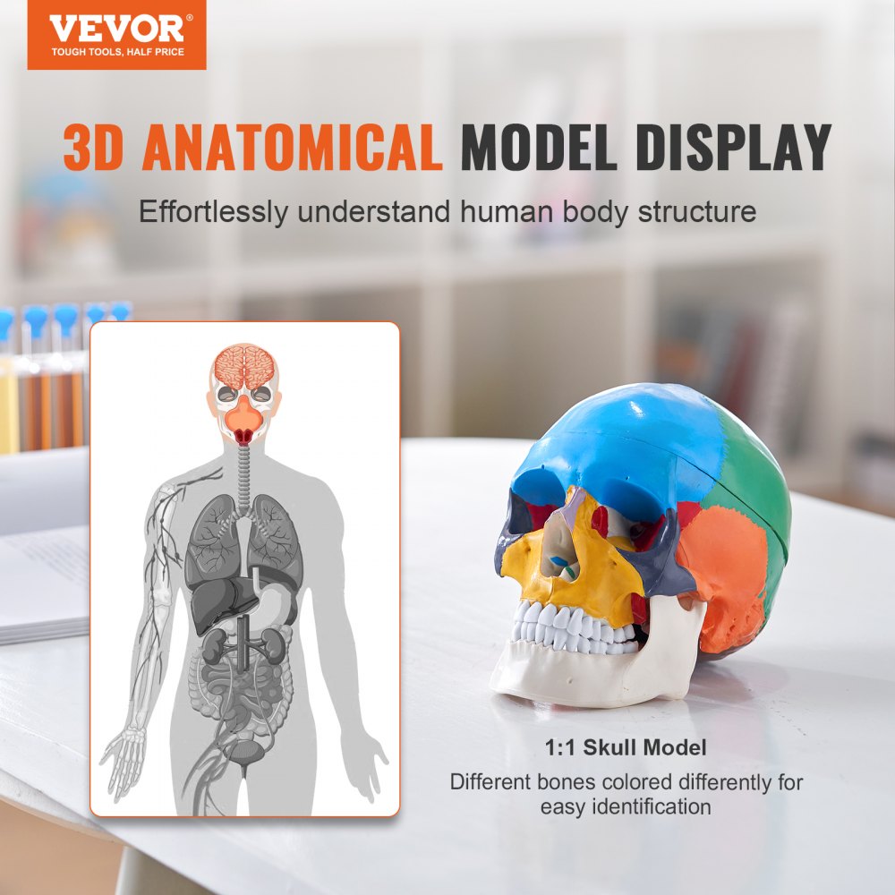 Human Skull Model, 8 Parts Brain & 3 Parts Skull, Life-Size Painted Anatomy Skull Model, PVC Anatomical Skull, Detachable Learning Skull Model for Professional Teaching, Researching and Learning