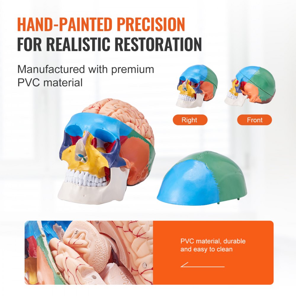 Human Skull Model, 8 Parts Brain & 3 Parts Skull, Life-Size Painted Anatomy Skull Model, PVC Anatomical Skull, Detachable Learning Skull Model for Professional Teaching, Researching and Learning