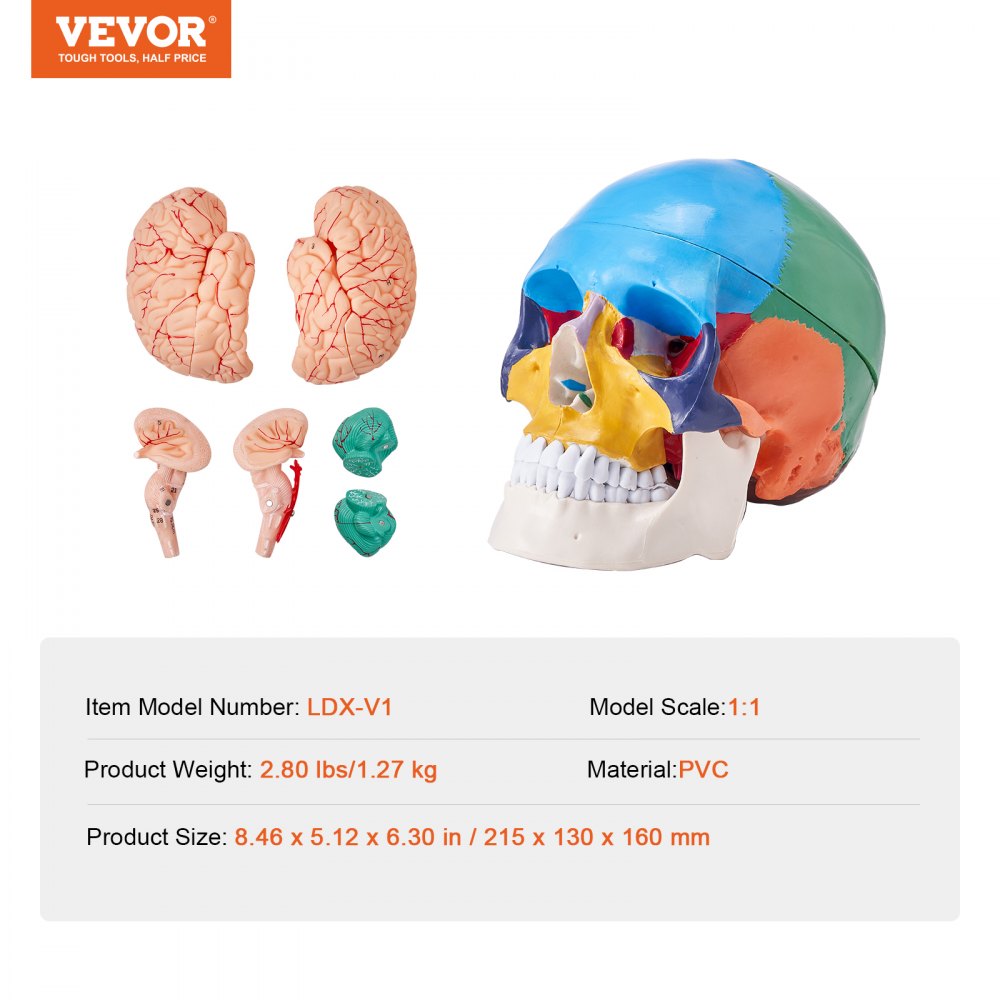 Human Skull Model, 8 Parts Brain & 3 Parts Skull, Life-Size Painted Anatomy Skull Model, PVC Anatomical Skull, Detachable Learning Skull Model for Professional Teaching, Researching and Learning