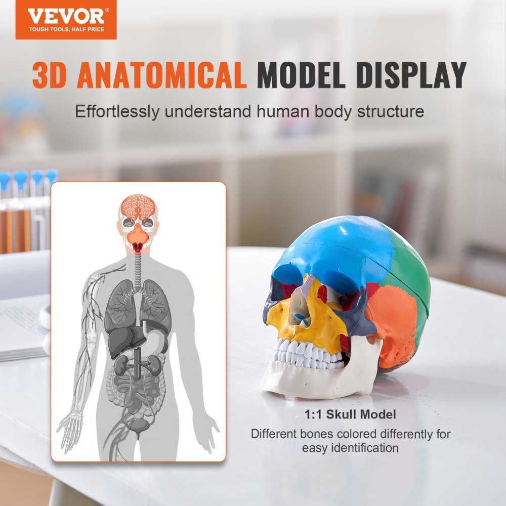 Human Skull Model, 3 Parts Human Skull Anatomy, Life-Size Painted Anatomy Skull Model, PVC Anatomical Skull, Detachable Learning Skull Model, for Professional Teaching, Researching and Learning