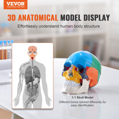 Human Skull Model, 3 Parts Human Skull Anatomy, Life-Size Painted Anatomy Skull Model, PVC Anatomical Skull, Detachable Learning Skull Model, for Professional Teaching, Researching and Learning