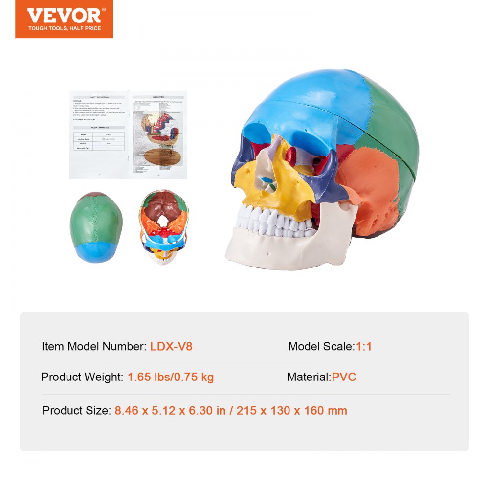 Human Skull Model, 3 Parts Human Skull Anatomy, Life-Size Painted Anatomy Skull Model, PVC Anatomical Skull, Detachable Learning Skull Model, for Professional Teaching, Researching and Learning