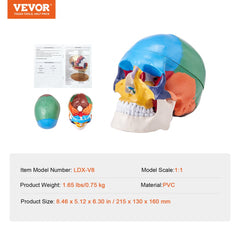 Human Skull Model, 3 Parts Human Skull Anatomy, Life-Size Painted Anatomy Skull Model, PVC Anatomical Skull, Detachable Learning Skull Model, for Professional Teaching, Researching and Learning