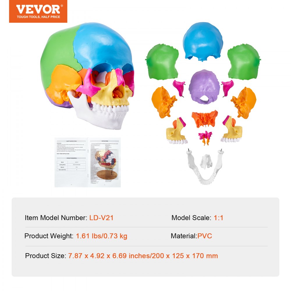 Human Skull Model, 22 Parts Human Skull Anatomy, Life-Size Painted Anatomy Skull Model, PVC Anatomical Skull, Detachable Learning Skull Model, for Professional Teaching, Researching and Learning