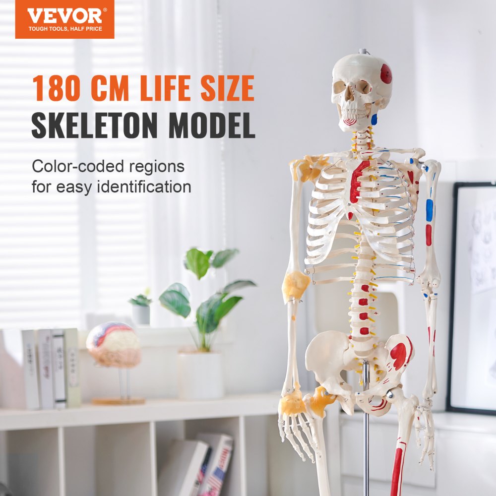 Human Skeleton Model for Anatomy, 71.65" Life Size, Accurate PVC Anatomy Skeleton Model with Ligaments, Movable Arms, Legs & Jaw, with Muscle Origin & Insertion Points, for Professional Teaching