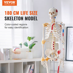 Human Skeleton Model for Anatomy, 71.65" Life Size, Accurate PVC Anatomy Skeleton Model with Ligaments, Movable Arms, Legs & Jaw, with Muscle Origin & Insertion Points, for Professional Teaching