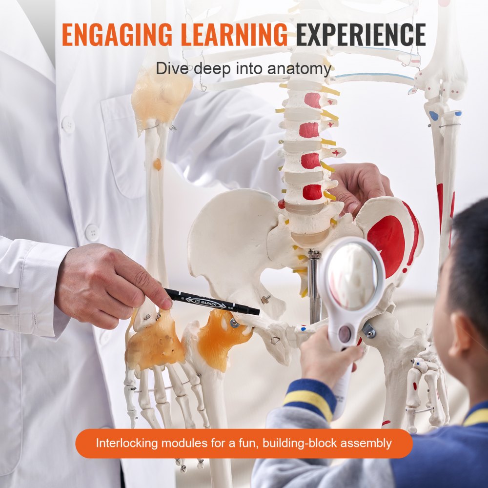 Human Skeleton Model for Anatomy, 71.65" Life Size, Accurate PVC Anatomy Skeleton Model with Ligaments, Movable Arms, Legs & Jaw, with Muscle Origin & Insertion Points, for Professional Teaching