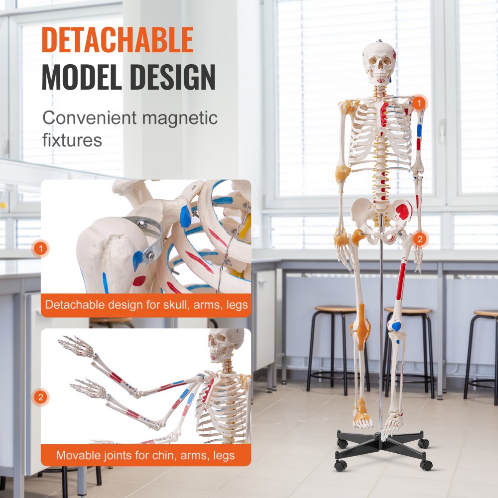 Human Skeleton Model for Anatomy, 71.65" Life Size, Accurate PVC Anatomy Skeleton Model with Ligaments, Movable Arms, Legs & Jaw, with Muscle Origin & Insertion Points, for Professional Teaching