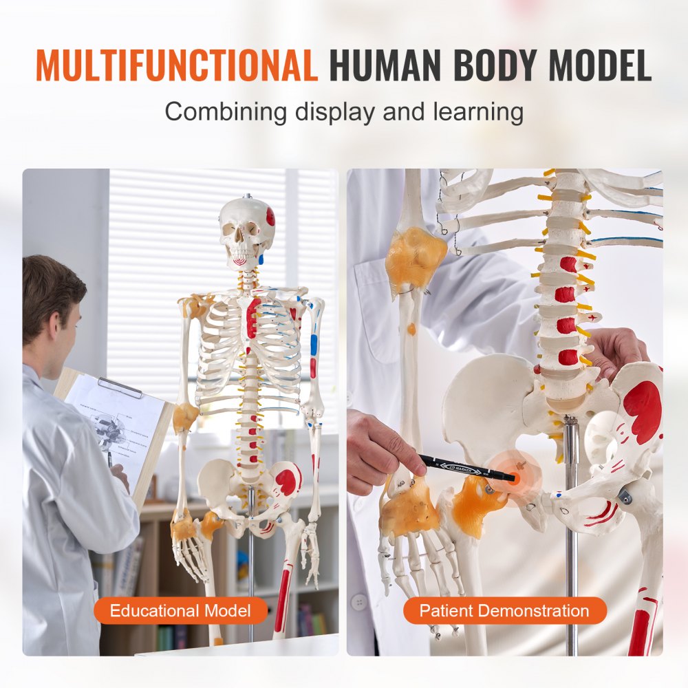 Human Skeleton Model for Anatomy, 71.65" Life Size, Accurate PVC Anatomy Skeleton Model with Ligaments, Movable Arms, Legs & Jaw, with Muscle Origin & Insertion Points, for Professional Teaching