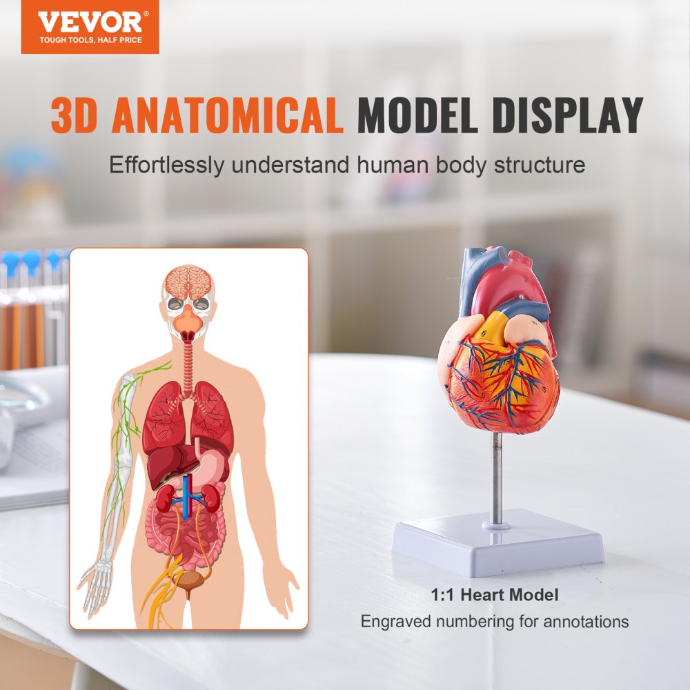 Human Heart Model, 2-Part 1:1 Life Size, Anatomically Accurate Numbered Anatomical Heart Model with Anatomically Correct Structures, Magnetic Design, Held Together on Display Base for Learning